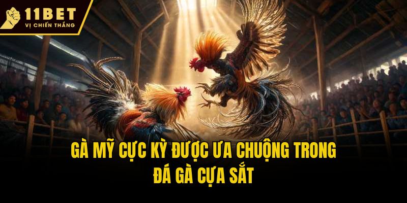 Gà Mỹ cực kỳ được ưa chuộng trong đá gà cựa sắt