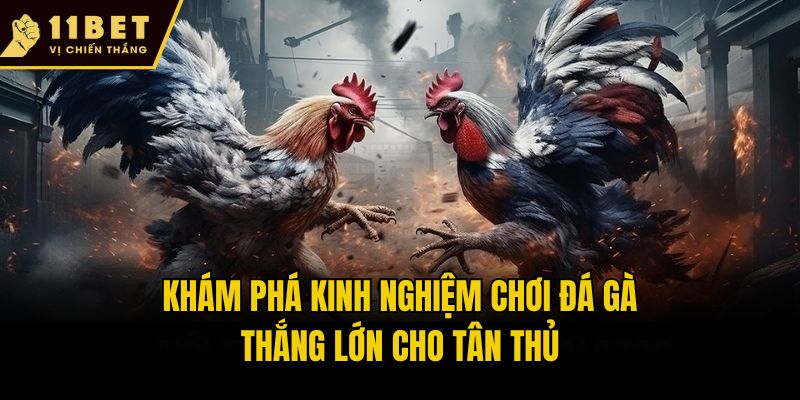 Kinh Nghiệm Chơi Đá Gà Hiệu Quả Săn Thưởng Khủng Tại 11bet 2 Khám phá kinh nghiệm chơi đá gà thắng lớn cho tân thủ